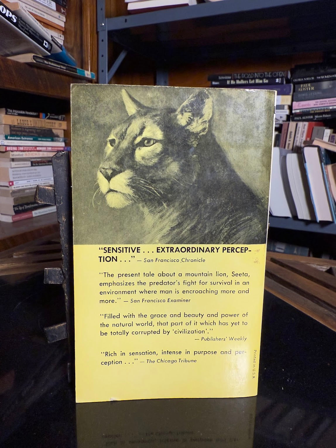 The Mountain Lion by Robert Murphy