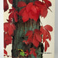 Longman Anthology of World Literature by Women 1875-1975