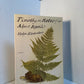 Timothy; or Notes of an Abject Reptile by Verlyn Klinkenborg