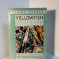 Yellowfish by John Keeble