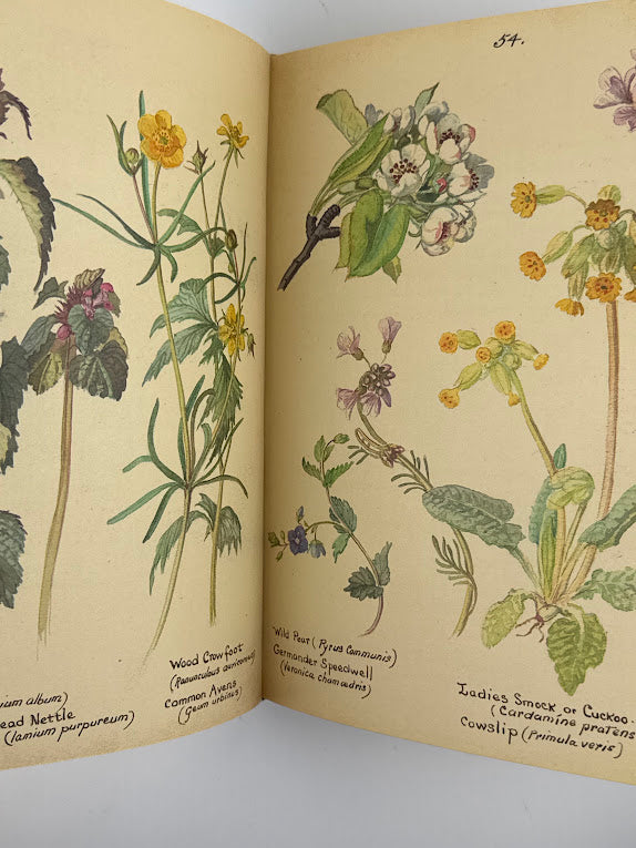 The Country Diary of an Edwardian Lady by Edith Holden
