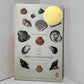 The Shell Collector by Anthony Doerr